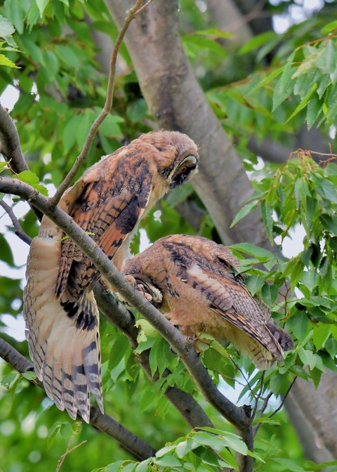 トラフズクのヒナ①②③0508 - コピー