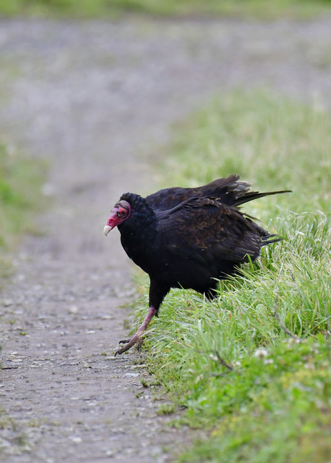 ヒメコンドル0641