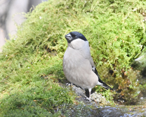 ウソ♀2628