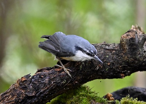 ゴジュウカラ4144