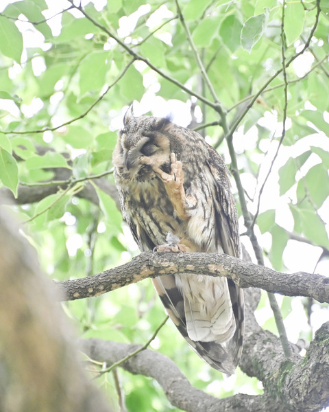 トラフズクの♀親4663