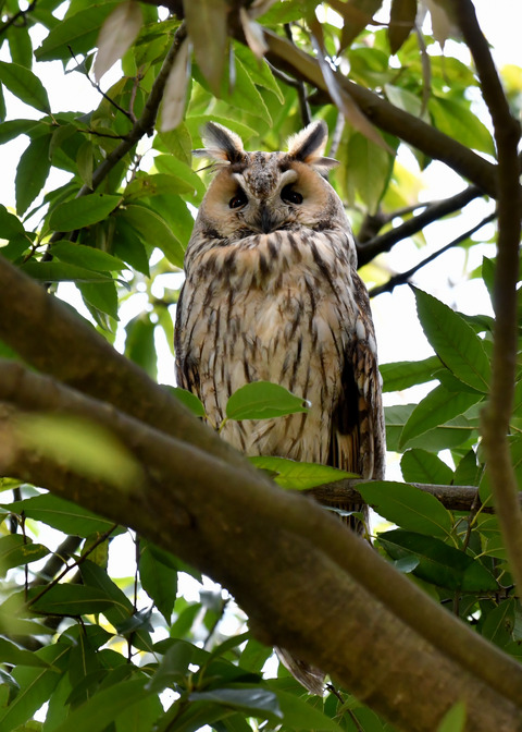 トラフズク♂2273