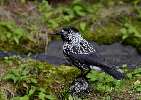 ホシガラス幼鳥3636