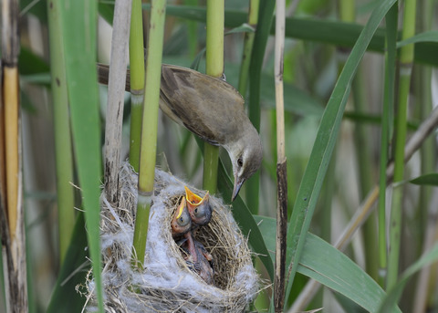 オオヨシキリのひな6296◎