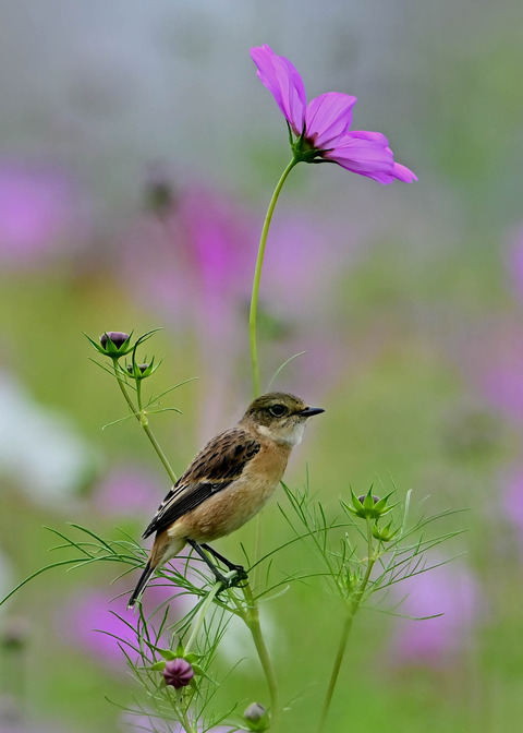 ノビタキ♀9614