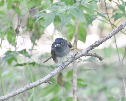 さんこうちょう8038