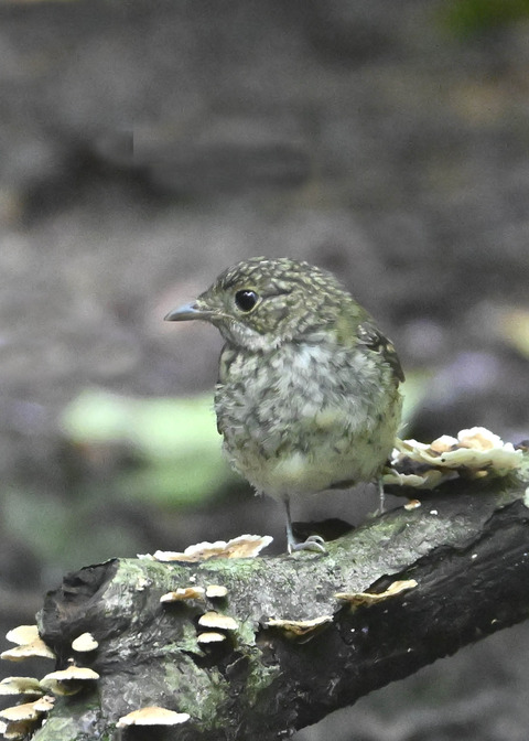 キビタキ幼鳥3268