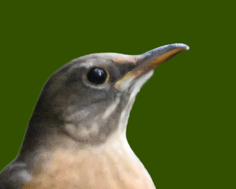 マミチャジナイ1001