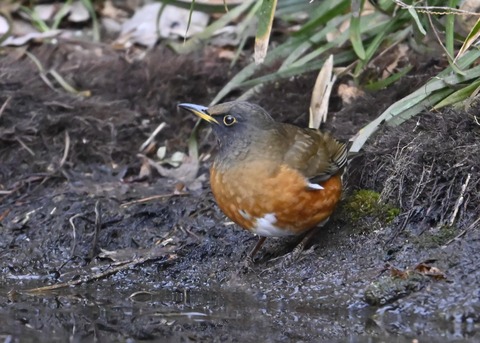 オオアカハラ5315