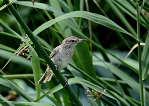 オオヨシキリ幼鳥8413