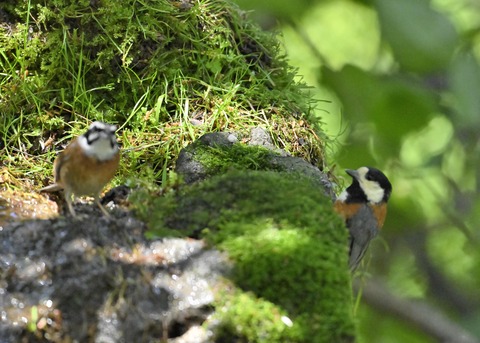 ホオジロとヤマガラ4028-01