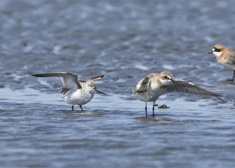 ソリハシシギ3222