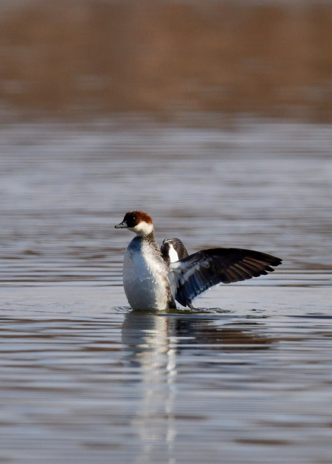 ミコアイサ♀8958
