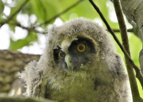 トラフズクのヒナ1503