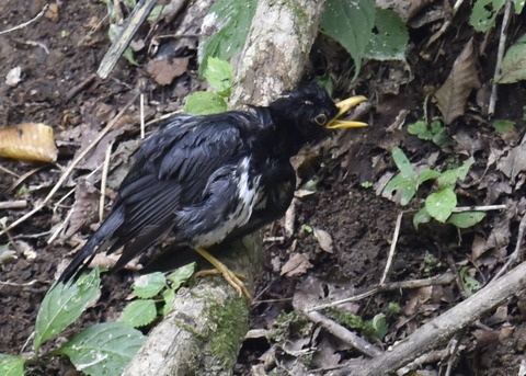 クロツグミ♂3652