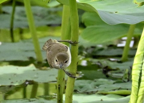 オオヨシキリ1385