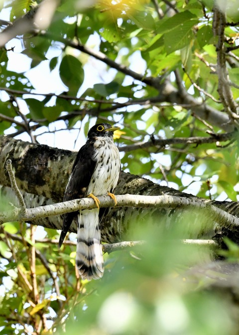 ジュウイチ幼鳥2960