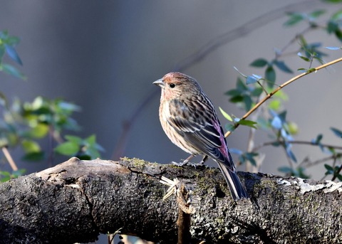 オオマシコ♀9571
