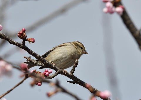 ニュウナイスズメ♀1W 9380