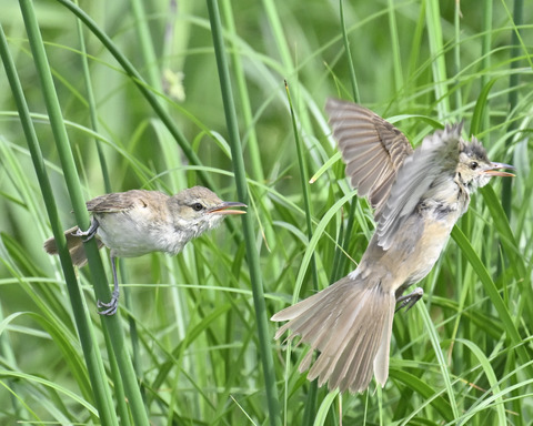 オオヨシキリ7567