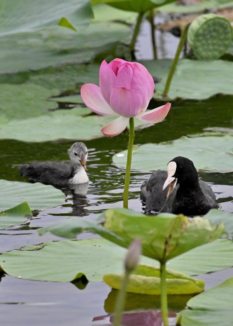 オオバン親子6763