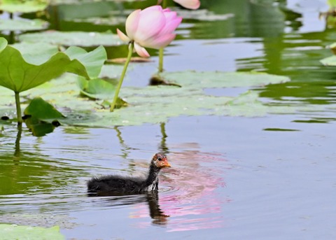 オオバンのヒナ1419