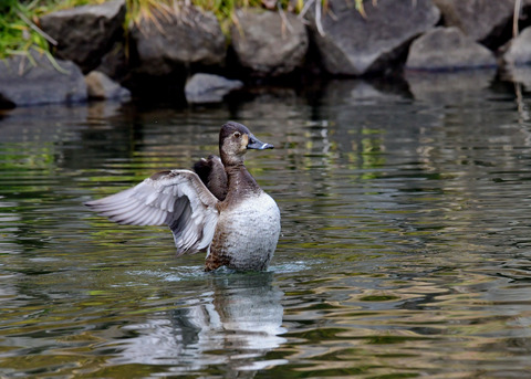 クビワキンクロ♀6898