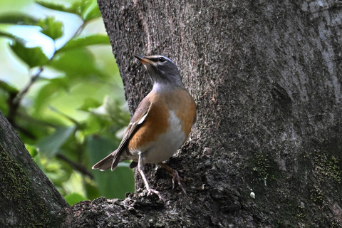 マミチャジナイ9869