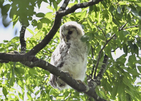 フクロウのヒナ5724