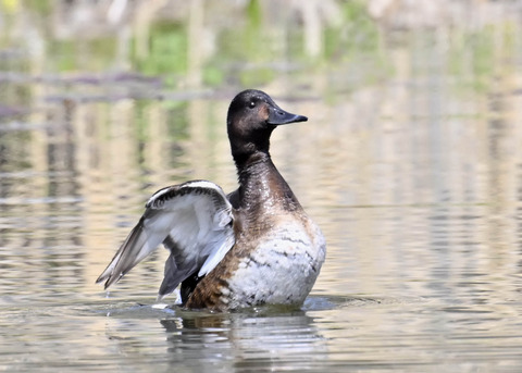 アカハジロ♀3850