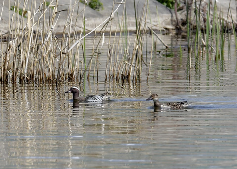 シマアジ♂♀2091