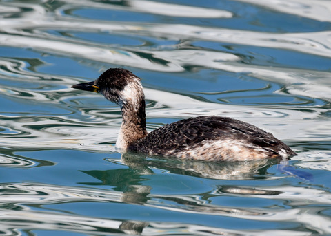 ｱｶｴﾘｶｲﾂﾌﾞﾘ6297