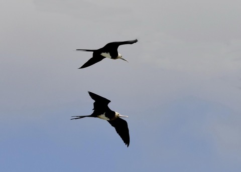 オオグンカンドリ5901