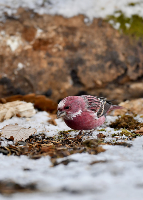オオマシコ♂3277