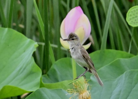 オオヨシキリ9018