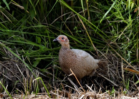 キジの♀4088○