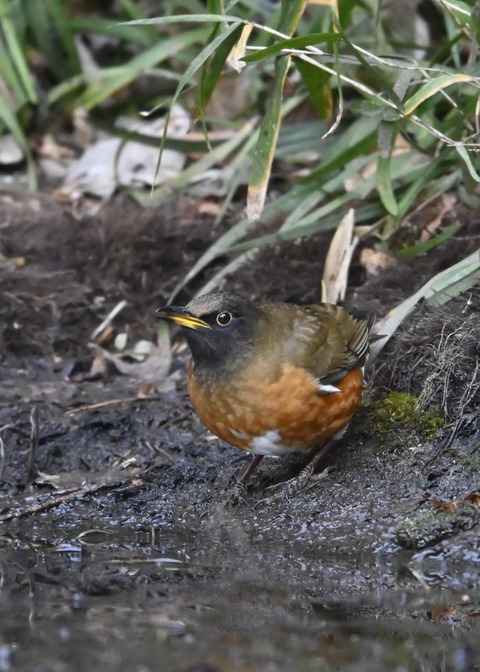 オオアカハラ5302