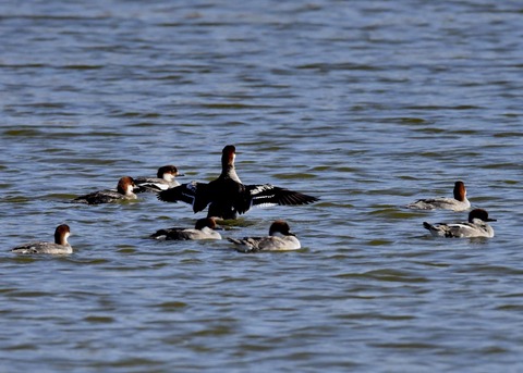 ミコアイサ♀0498