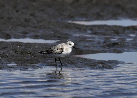 ミユビシギ夏羽→冬羽9549
