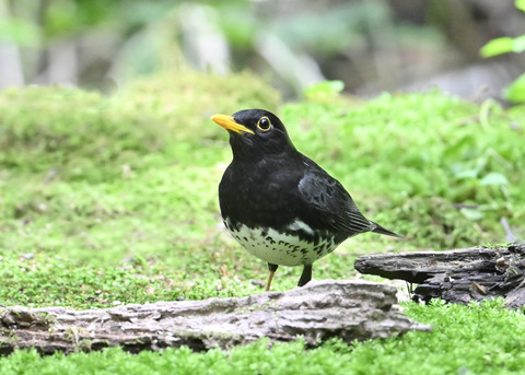 クロツグミ♂0777