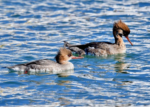 ウミアイサ♀2909
