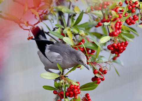 カラムクドリ1253