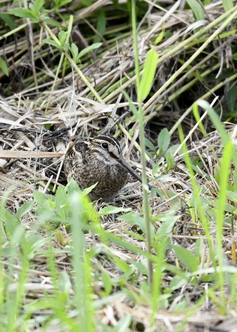 チュウジシギ3364
