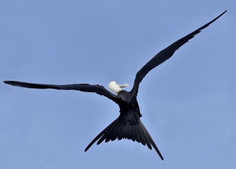 オオグンカンドリB3957