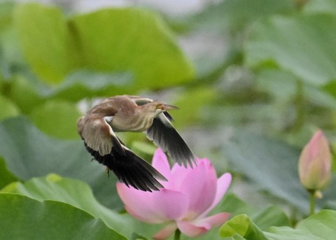 ヨシゴイ♀1205