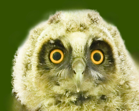 トラフズクのひな②2001