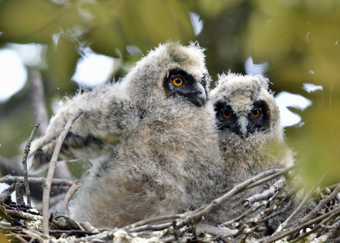 トラフズクのヒナ④⑤7173