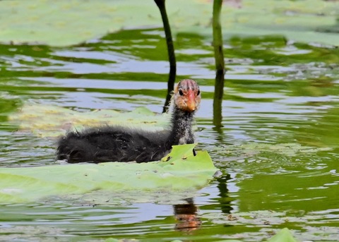オオバンのヒナ1405