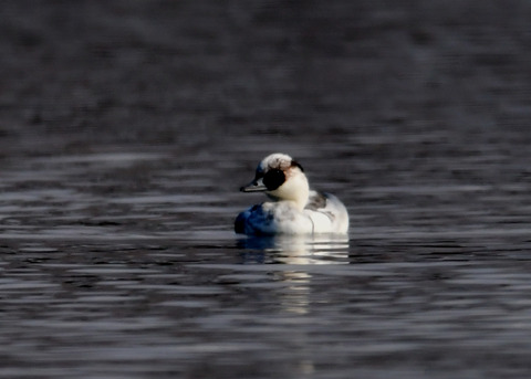 ミコアイサ♂8745