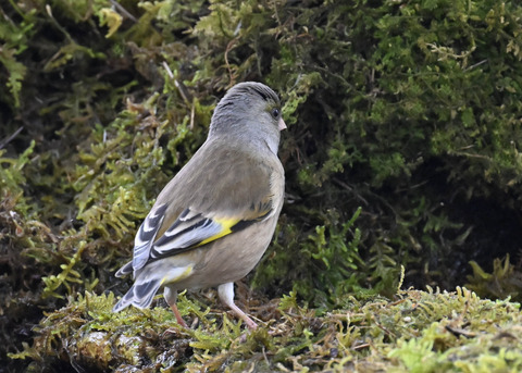 オオカワラヒワ7645